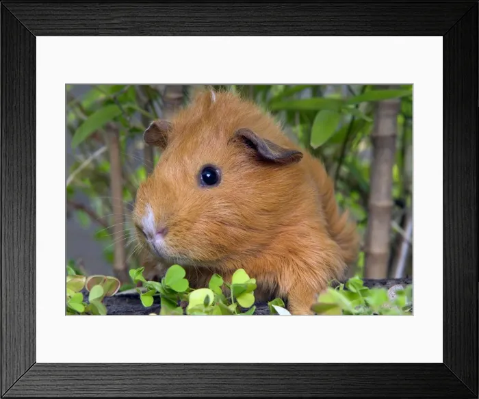 Framed Print : Guinea Pig Framed Print : Guinea Pig