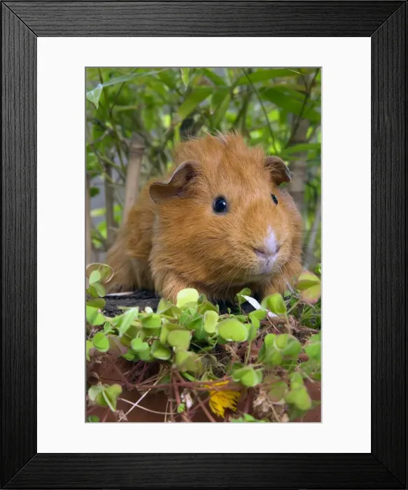 Framed Print : Guinea Pig Framed Print : Guinea Pig