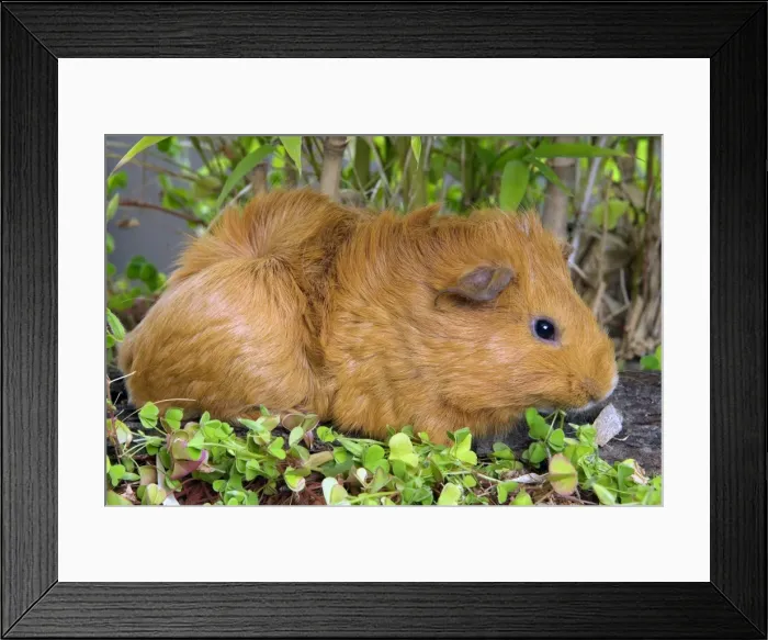 Framed Print : Guinea Pig Framed Print : Guinea Pig