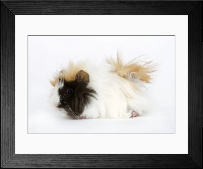 Framed Print : Guinea Pig Framed Print : Guinea Pig
