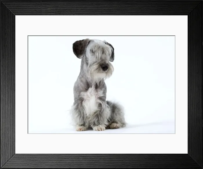 Framed Print : Dog - Cesky Terrier Framed Print : Dog - Cesky Terrier