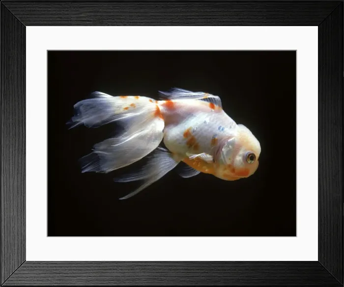Framed Print : Lionhead Fish Framed Print : Lionhead Fish