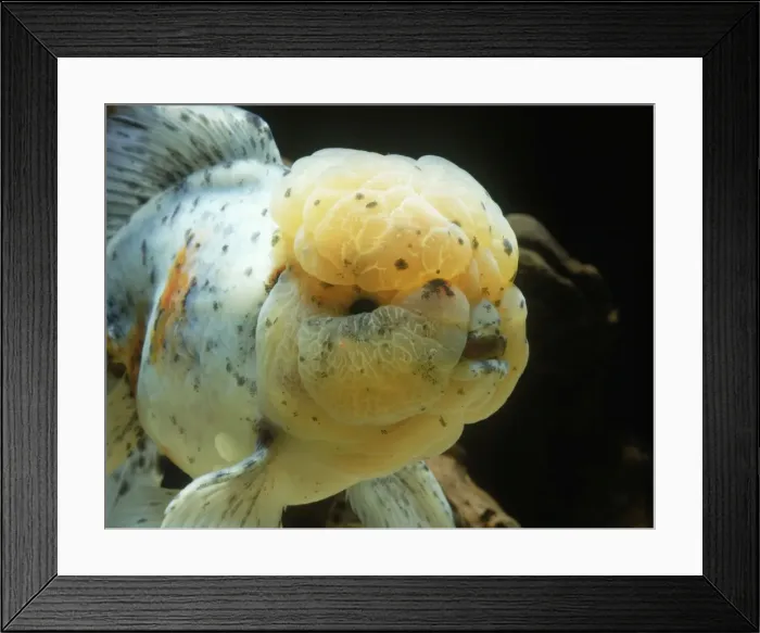 Framed Print : Lionhead Goldfish Framed Print : Lionhead Goldfish