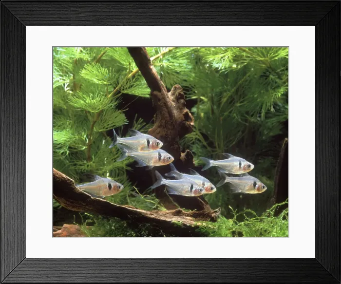 Framed Print : Black Phantom Tetra - group in tank Framed Print : Black Phantom Tetra - group in tank