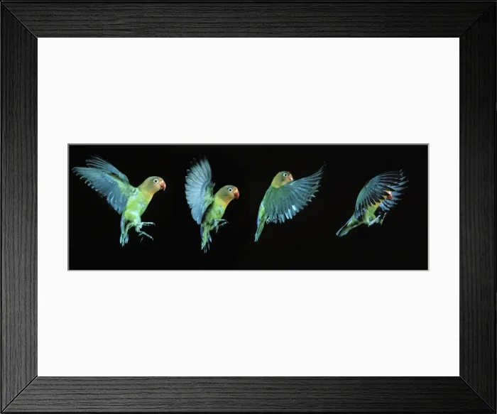 Framed Print : Fischer's Lovebird - in flight, time-lapse Framed Print : Fischer's Lovebird - in flight, time-lapse