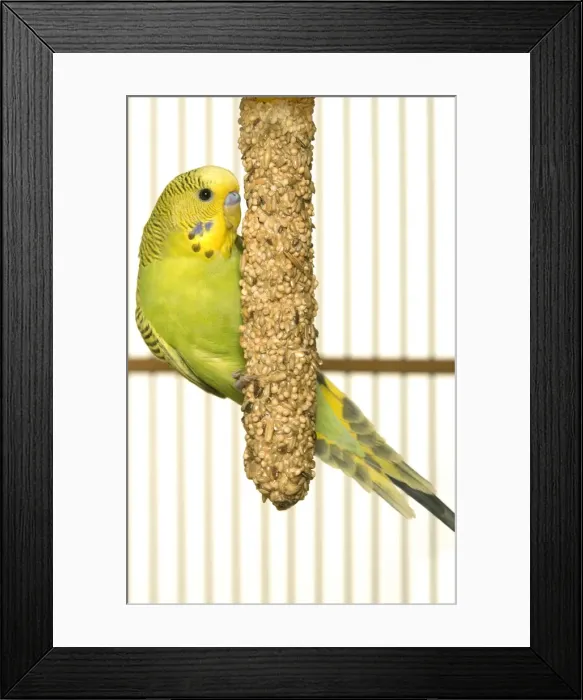 Framed Print : Budgerigar - feeding in cage Framed Print : Budgerigar - feeding in cage