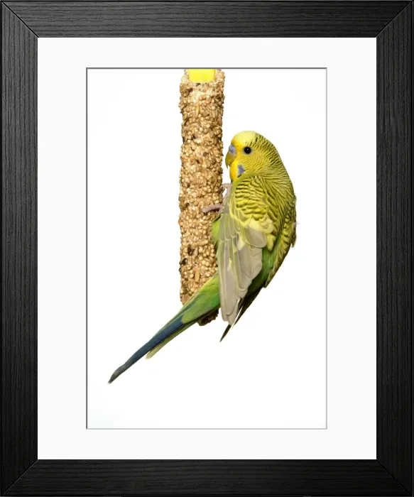 Framed Print : Budgerigar - feeding in cage Framed Print : Budgerigar - feeding in cage