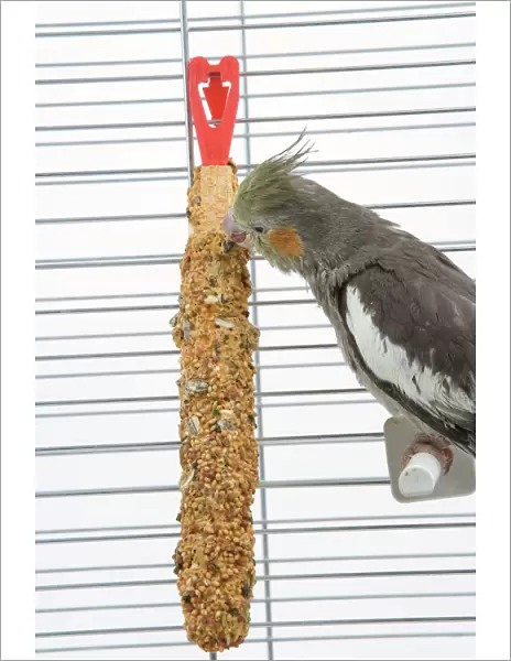 Cockatiel - in cage feeding