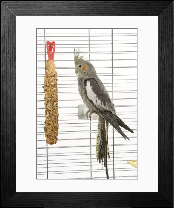 Framed Print : Cockatiel - in cage Framed Print : Cockatiel - in cage