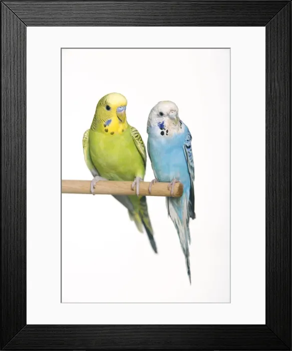 Framed Print : Budgerigar - two on perch Framed Print : Budgerigar - two on perch