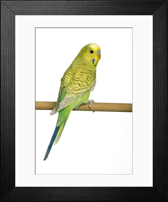 Framed Print : Budgerigar - on perch Framed Print : Budgerigar - on perch