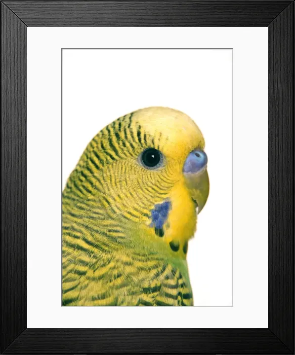Framed Print : Budgerigar - close-up of face Framed Print : Budgerigar - close-up of face