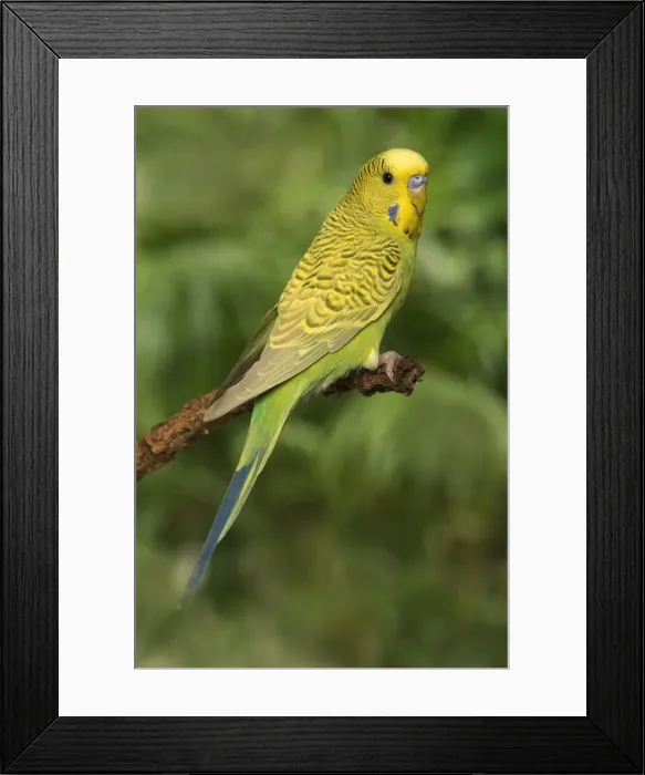 Framed Print : Budgerigar - on perch Framed Print : Budgerigar - on perch