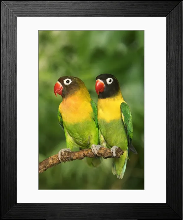 Framed Print : Masked Lovebirds - two Framed Print : Masked Lovebirds - two