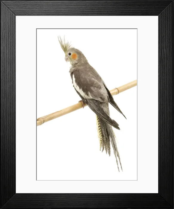 Framed Print : Cockatiel - on perch Framed Print : Cockatiel - on perch