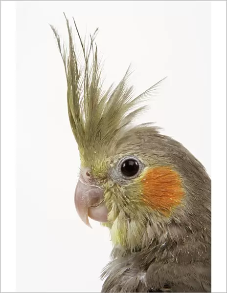 Cockatiel - on perch