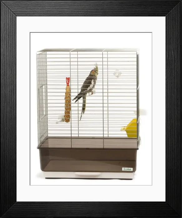 Framed Print : Cockatiel - on perch in cage Framed Print : Cockatiel - on perch in cage