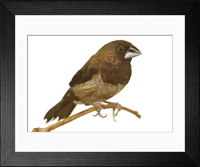 Framed Print : Mannikin / Finch - aviary bird Framed Print : Mannikin / Finch - aviary bird