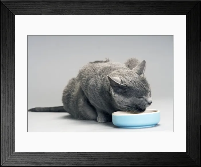 Framed Print : Chartreux Cat - eating from bowl Framed Print : Chartreux Cat - eating from bowl