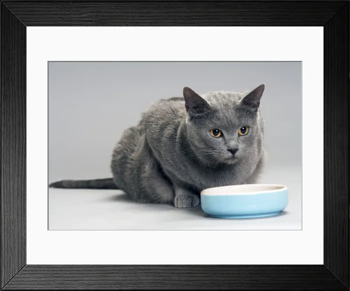 Framed Print : Chartreux Cat - at feeding bowl