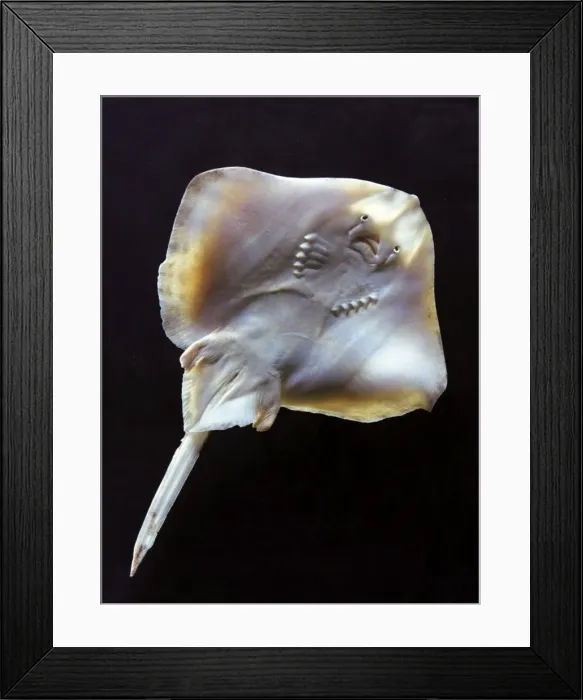 Framed Print : Fish - ray - underside Framed Print : Fish - ray - underside