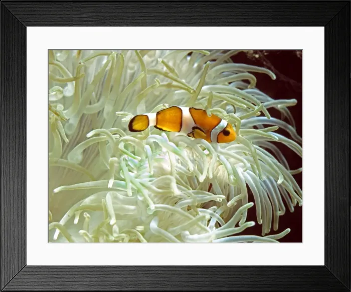 Framed Print : Clown / Anemone Fish Framed Print : Clown / Anemone Fish