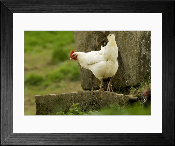 Framed Print : Free Range Chicken. France Framed Print : Free Range Chicken. France