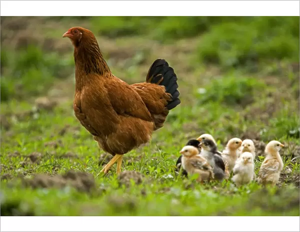 Free Range Chicken - with chicks. France