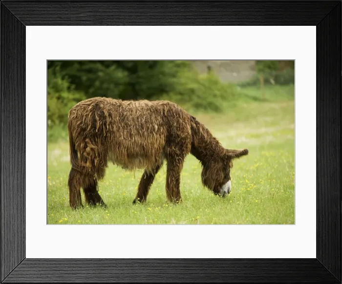 Framed Print : Donkey - Poitou breed - grazing Framed Print : Donkey - Poitou breed - grazing