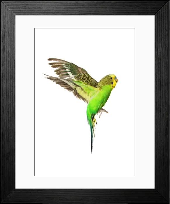 Framed Print : Budgerigar - in flight Framed Print : Budgerigar - in flight