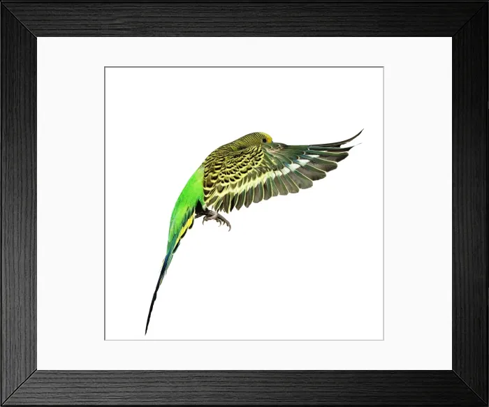 Framed Print : Budgerigar - in flight Framed Print : Budgerigar - in flight