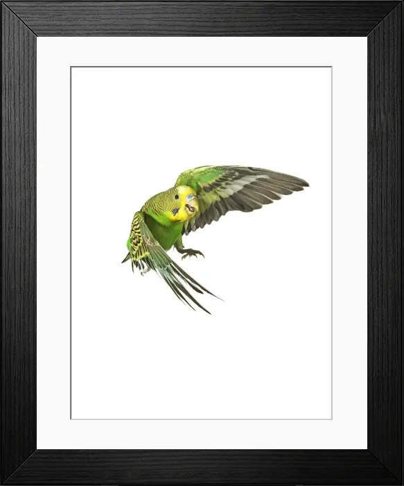 Framed Print : Budgerigar - in flight Framed Print : Budgerigar - in flight