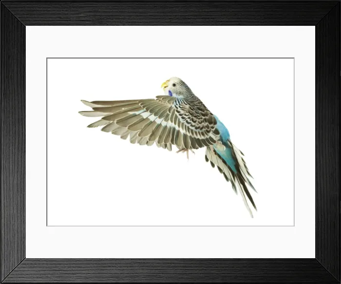 Framed Print : Budgerigar - in flight Framed Print : Budgerigar - in flight