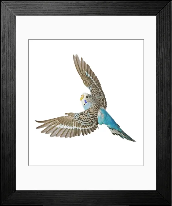 Framed Print : Budgerigar - in flight Framed Print : Budgerigar - in flight
