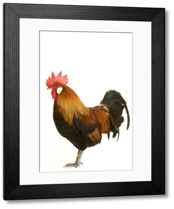 Framed Print : Chicken - Gallic Rooster / Cockerel Framed Print : Chicken - Gallic Rooster / Cockerel