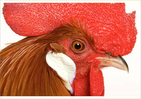 Chicken - Gallic Rooster  /  Cockerel - close-up of face