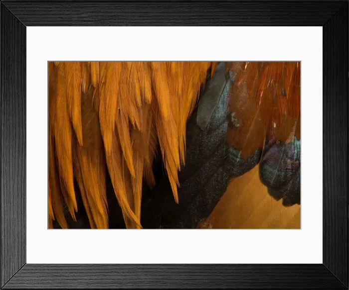Framed Print : Chicken - Gallic Rooster / Cockerel - close-up of plumage Framed Print : Chicken - Gallic Rooster / Cockerel - close-up of plumage