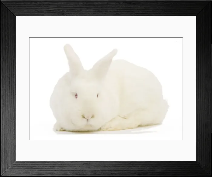 Framed Print : New Zealand White Rabbit