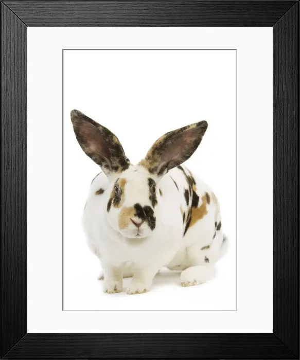 Framed Print : Rex tricolor Rabbit Framed Print : Rex tricolor Rabbit