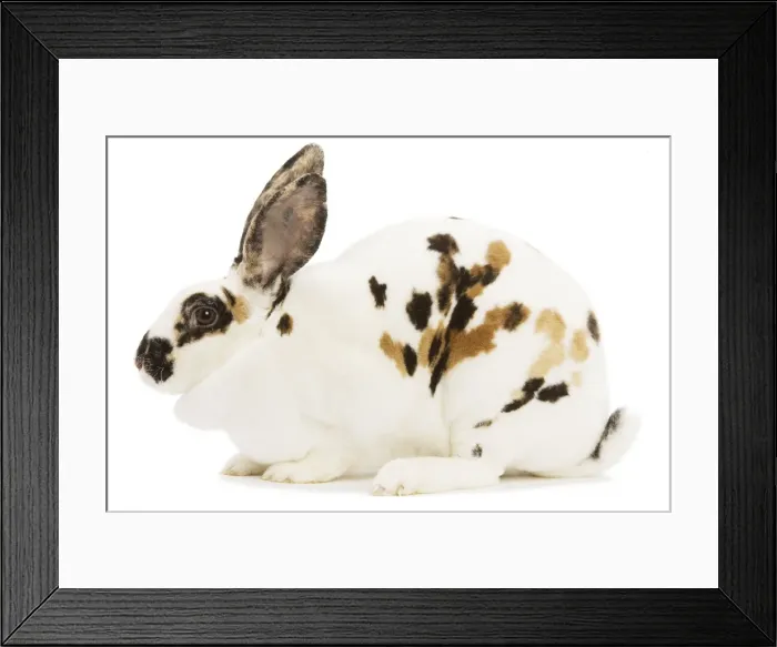 Framed Print : Rex Tricolor Rabbit Framed Print : Rex Tricolor Rabbit