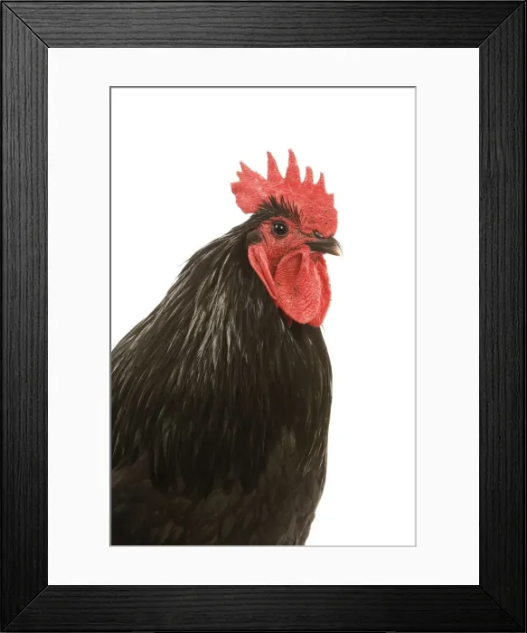 Framed Print : Black Australorp Chicken