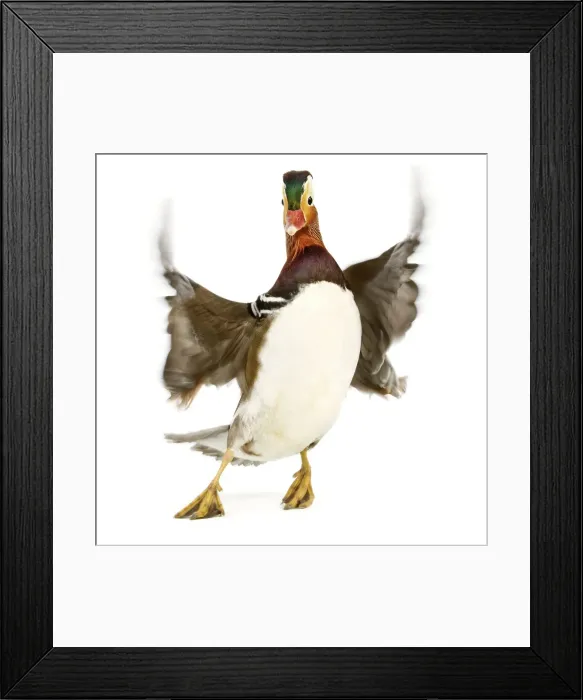 Framed Print : Duck - Mandarin - taking off. In studio Framed Print : Duck - Mandarin - taking off. In studio