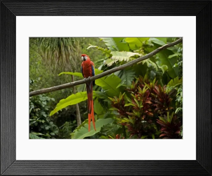 Framed Print : Scarlet Macaw - Guatemala Framed Print : Scarlet Macaw - Guatemala