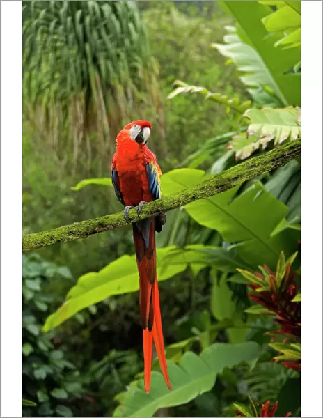 Scarlet Macaw - Rainforest Guatemala