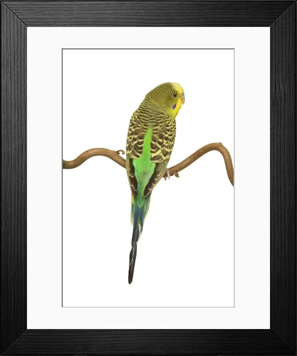 Framed Print : Budgerigars - on perch - backview Framed Print : Budgerigars - on perch - backview