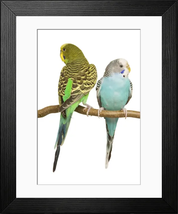 Framed Print : Budgerigars - two on perch Framed Print : Budgerigars - two on perch