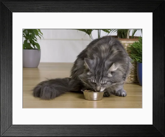 Framed Print : Cat - Norwegian Forest Silver Tabby Mackerel & White - eating dry food from bowl Framed Print : Cat - Norwegian Forest Silver Tabby Mackerel & White - eating dry food from bowl