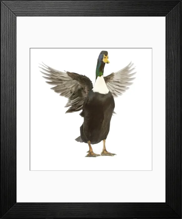 Framed Print : Duclair Duck - flapping wings in studio Framed Print : Duclair Duck - flapping wings in studio