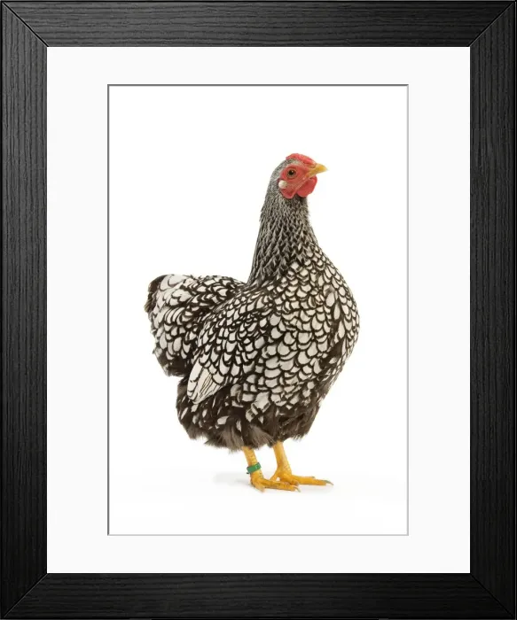 Framed Print : Wyandotte chicken - silver laced. In studio Framed Print : Wyandotte chicken - silver laced. In studio