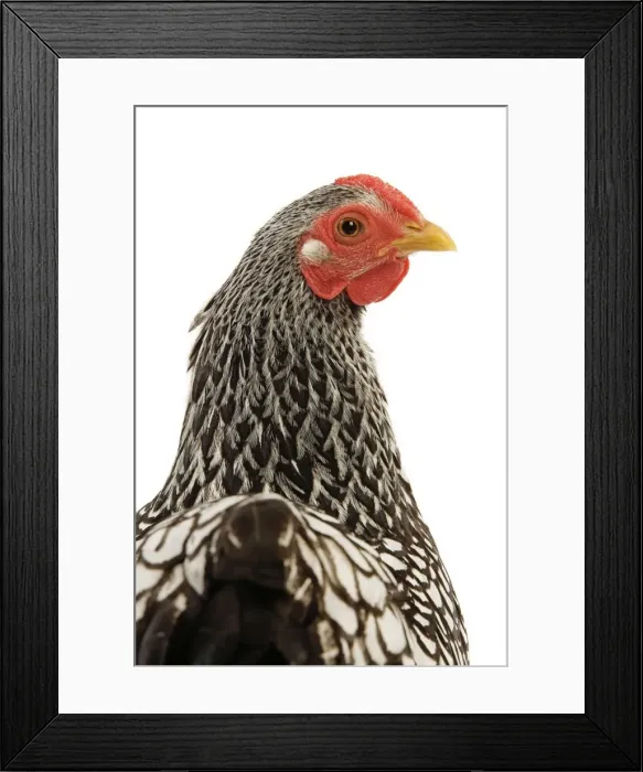 Framed Print : Wyandotte chicken - silver laced. In studio Framed Print : Wyandotte chicken - silver laced. In studio